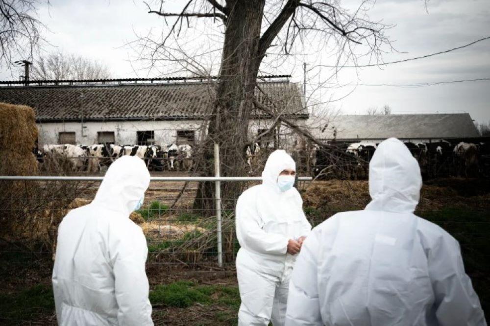 Teljesen padlóra küldheti a magyar mezőgazdaságot a gyilkos járvány