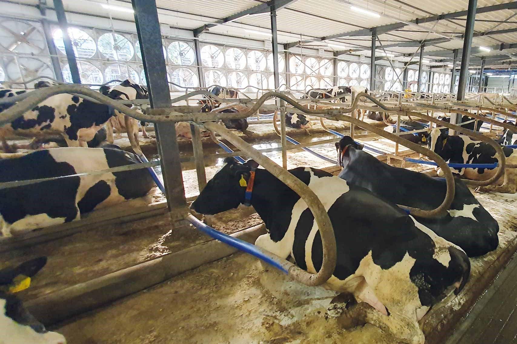 Egyelőre nem öntötték el a boltokat a külföldi tejek, hiába állít mást Lázár János 