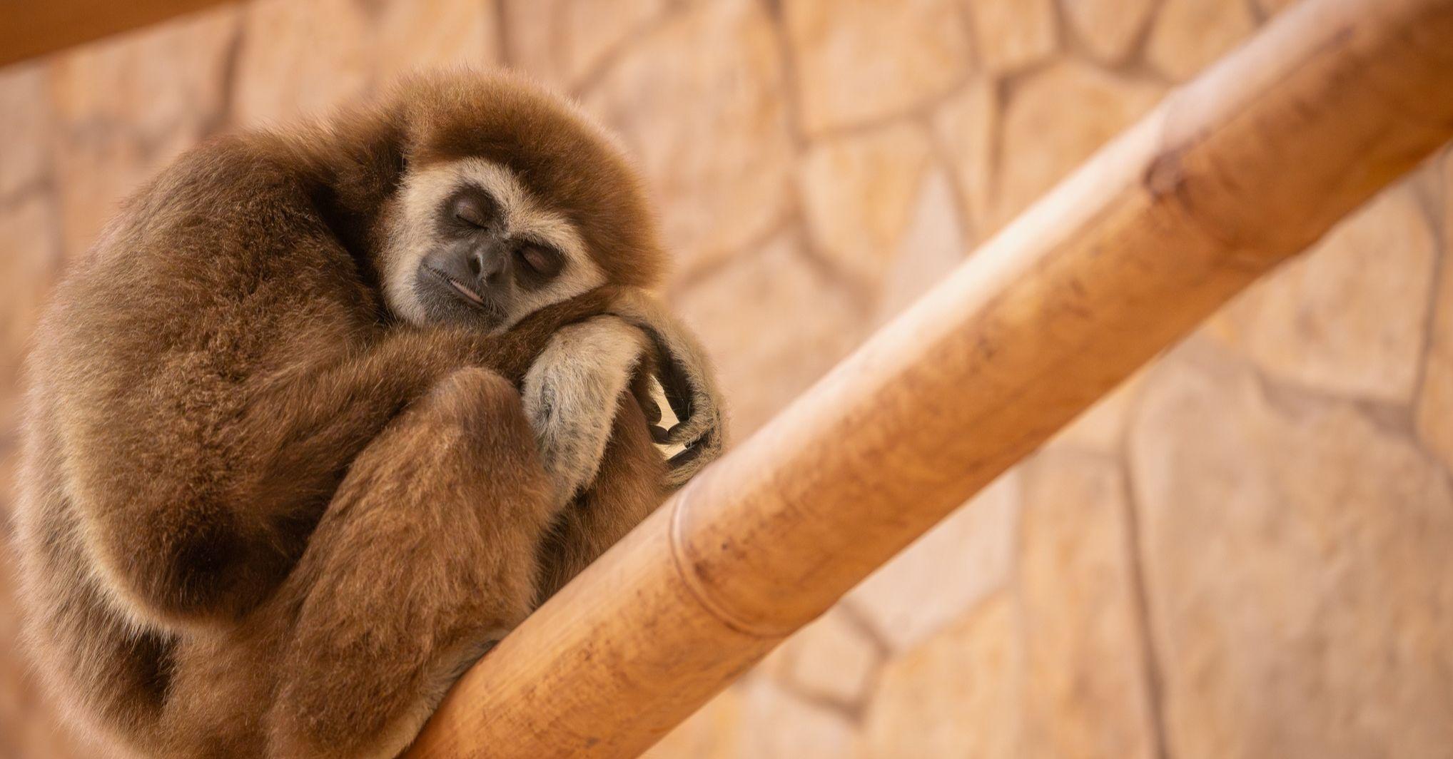 Debrecenben kormánypárti politikusokkal illik állatkertbe menniük az ovisoknak