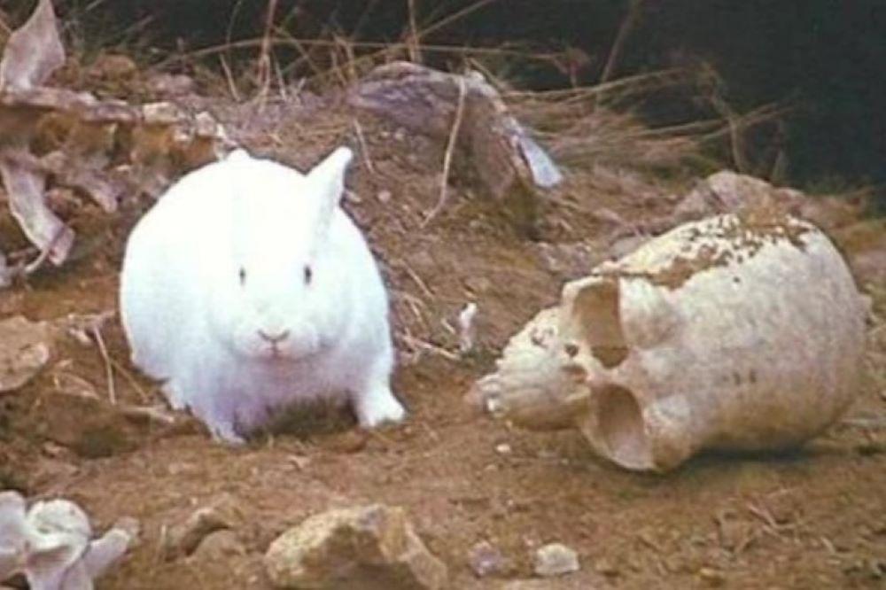 „A nyúlon túl” – Ügyek, amelyek már a választás után hatnak