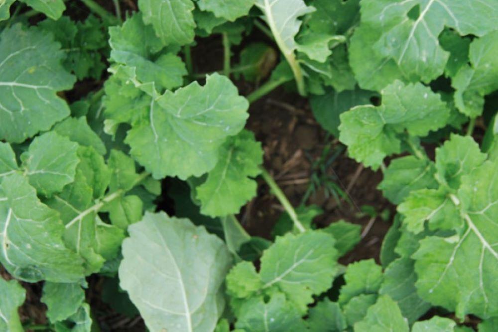 Fejtrágyázás hatékonyan - Javaslatok a hatóanyagok mennyiségére