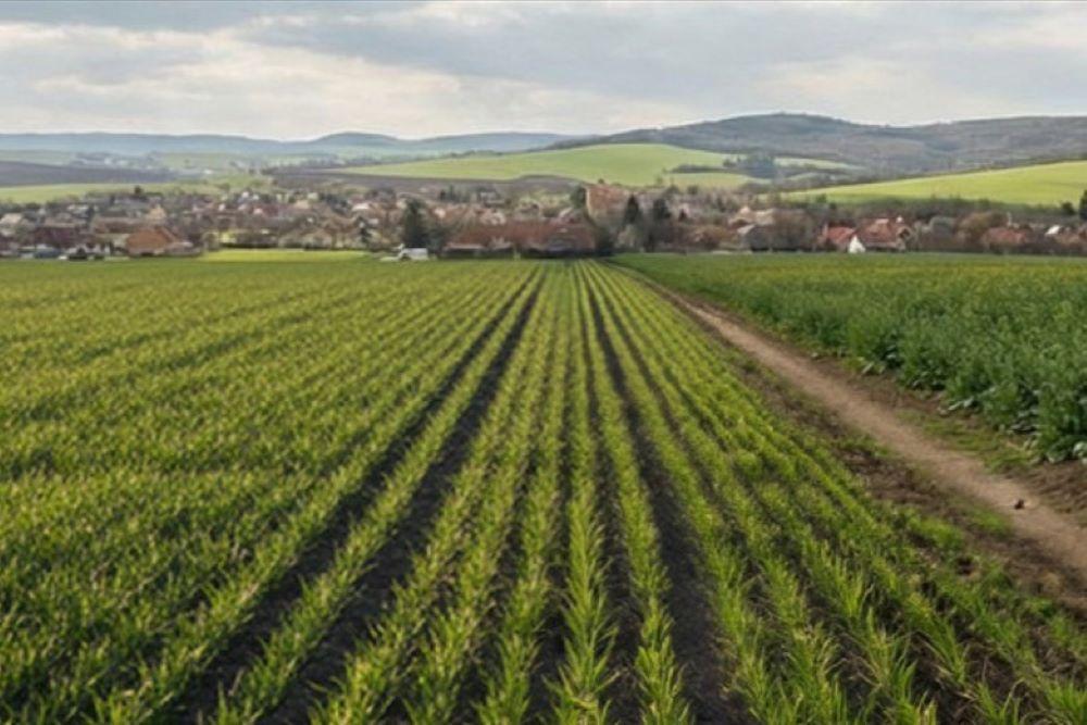 Fejtrágyázza idejében az őszi búzát és a repcét!