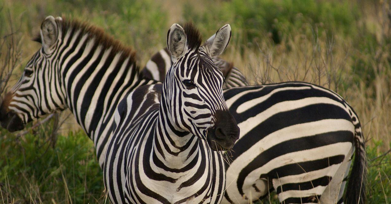 Kiderült, hogy Mészáros földeken nyargalásznak a zebrák