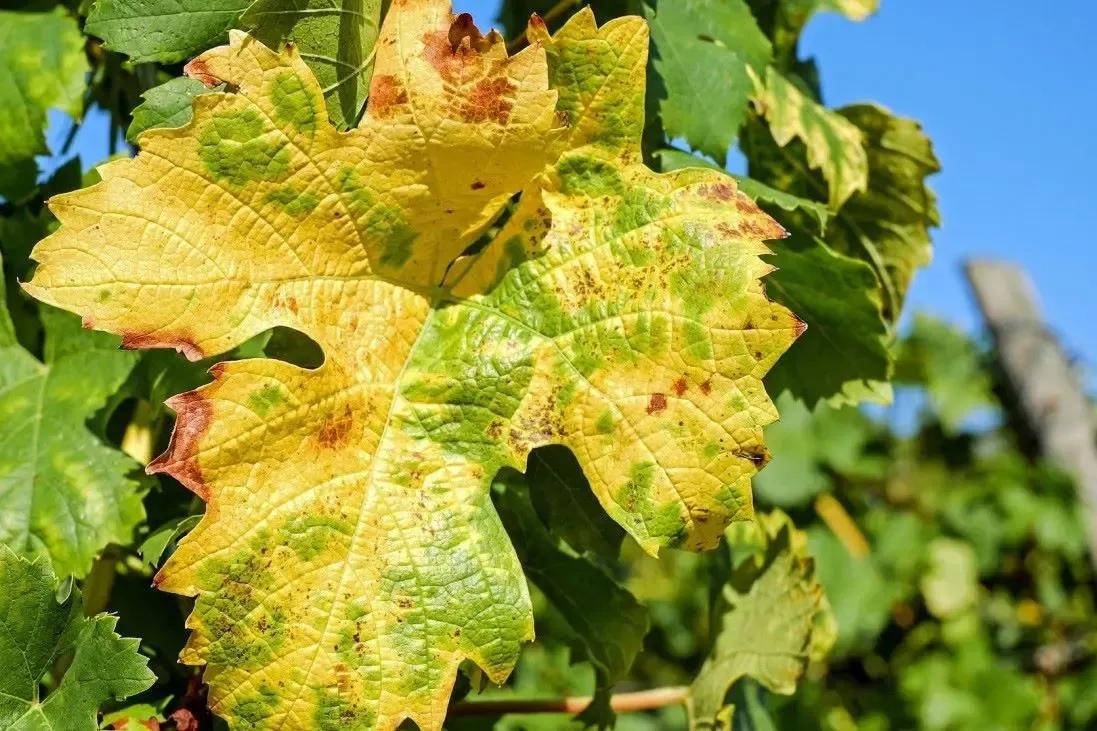 Ízeltlábú ragadozókat szabadítanak rá az amerikai szőlőkabócákra