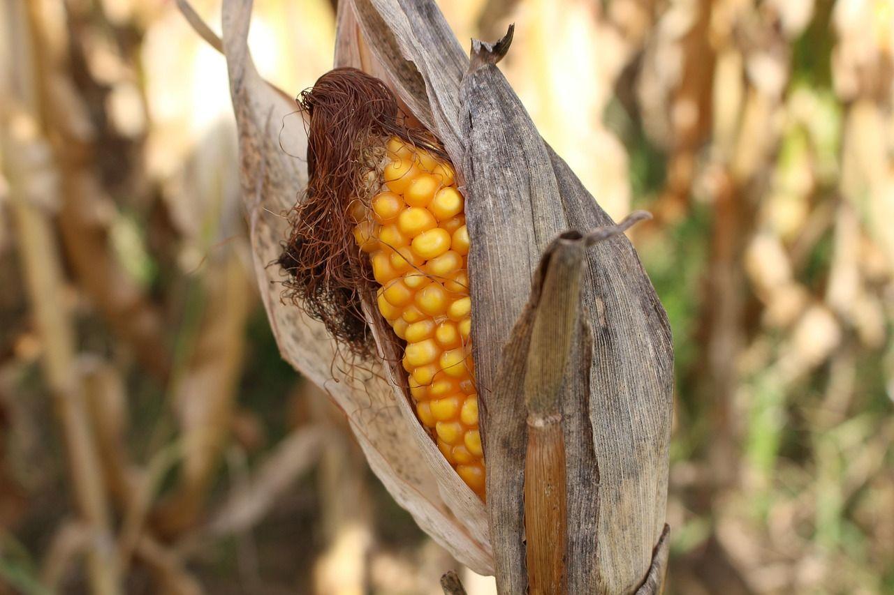Visszatérhet a 2022-es aszály – Súlyos helyzetben a magyar agrárium