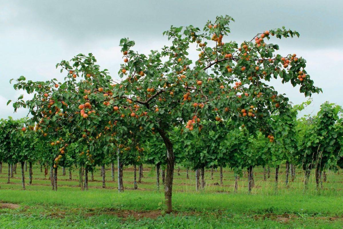 Hasznos tanácsok gyümölcsfák tavaszi telepítéséhez