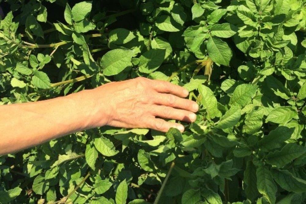 Burgonya műtrágyázási technológiák Genezis termékekkel