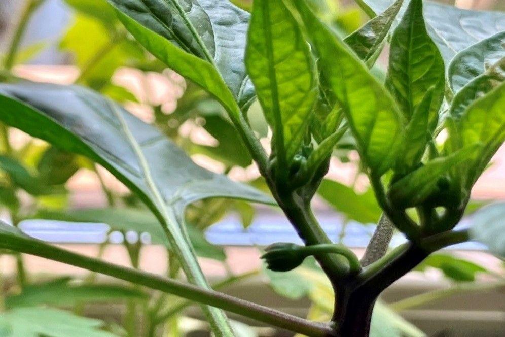 Paradicsom, paprika, padlizsán palánták kiültetése - Ami késik, nem múlik, sőt! 