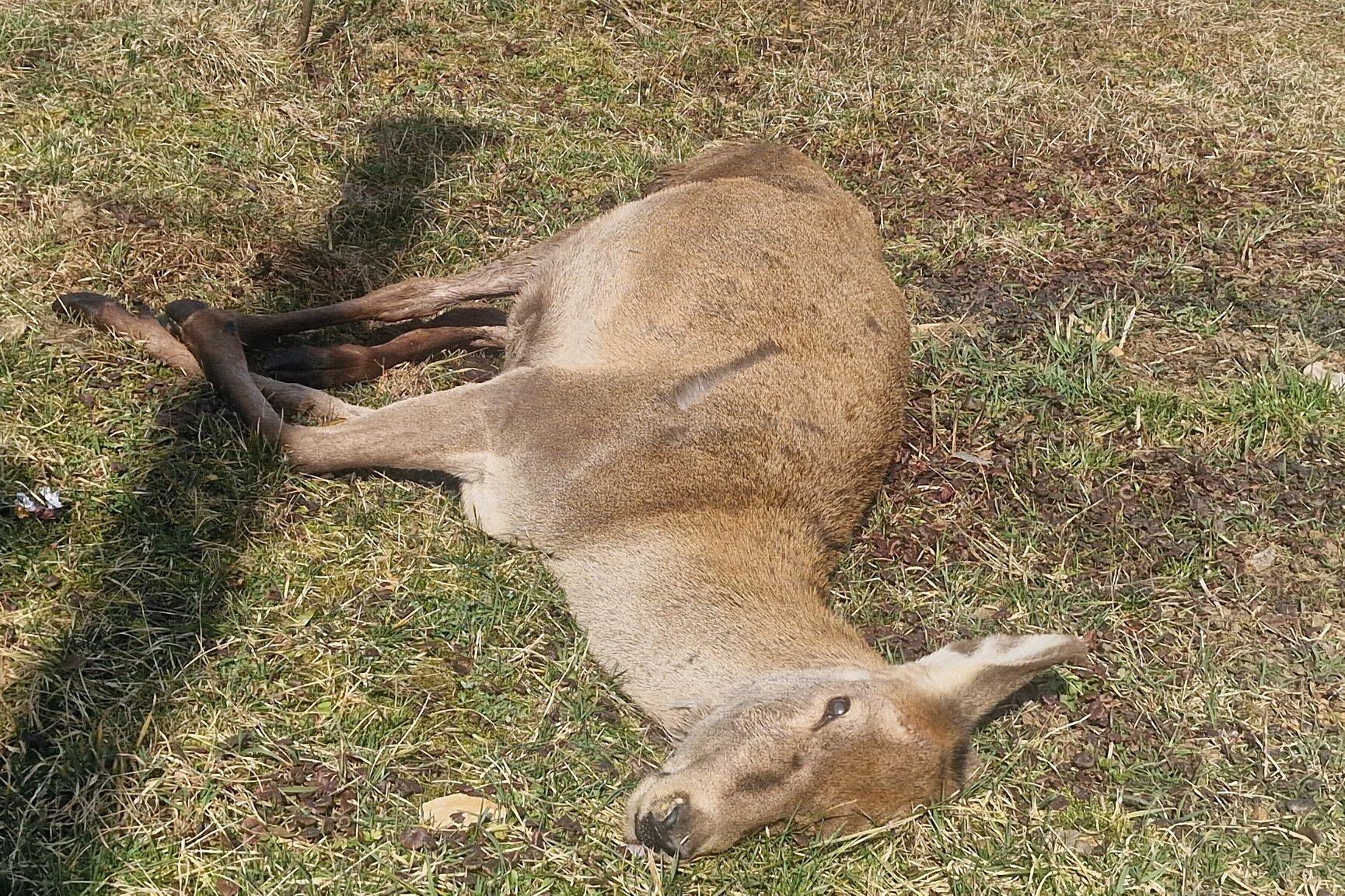 Farkasfalka támadása a falu szélén – két szarvas pusztult el Martonyiban