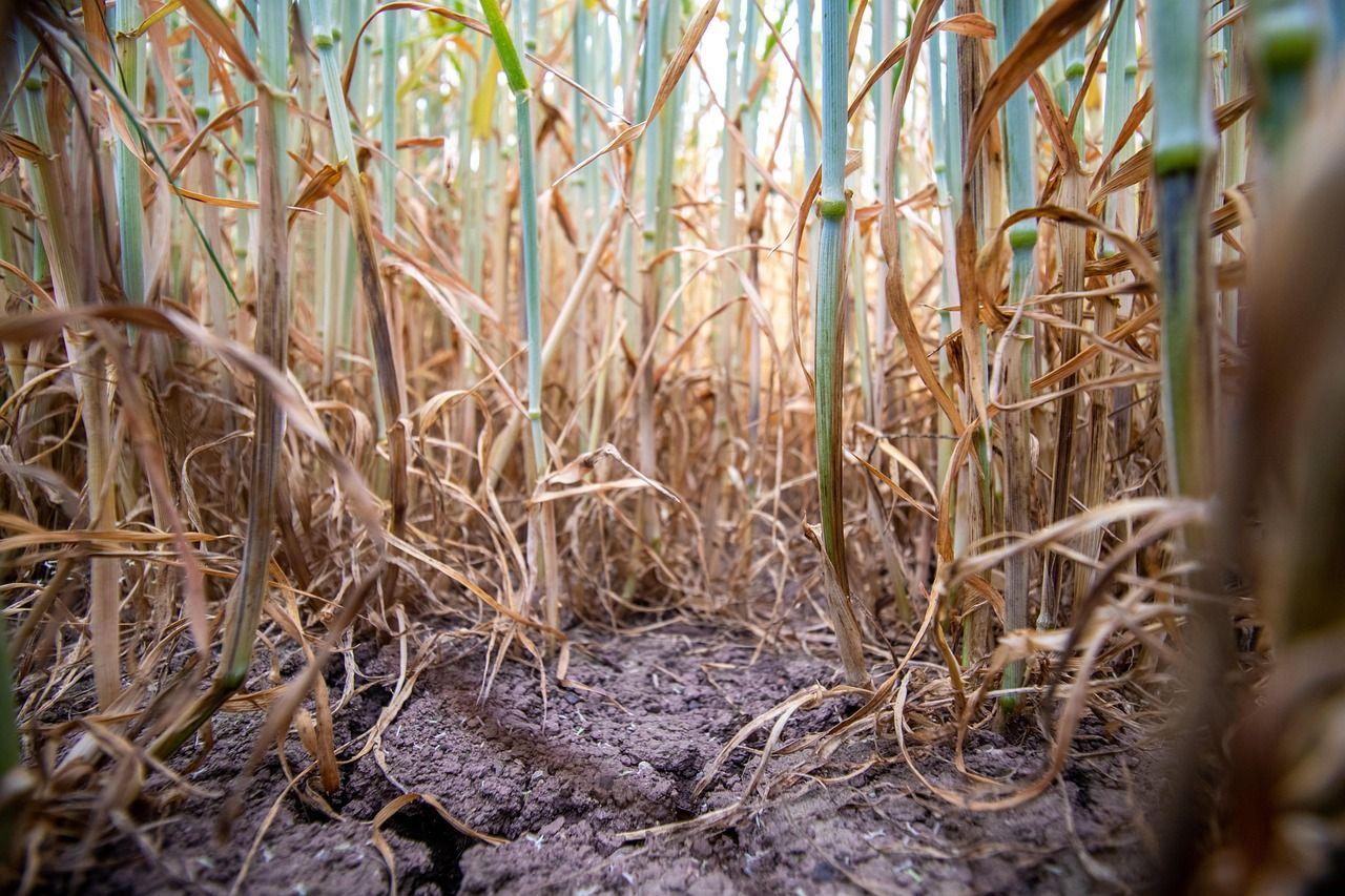 A klímaválság közepén záratják be a magyar agrárkutató intézeteket