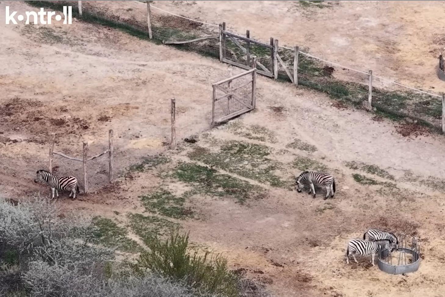 Eltűnt zebrák Hatvanpusztán: tíz helyett csak négyet talált a Kontroll